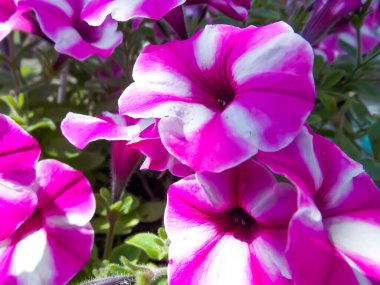 Pembe pitunya. Yakın çekim.