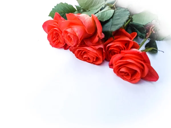 Rote Rosen Auf Weißem Hintergrund Stockbild