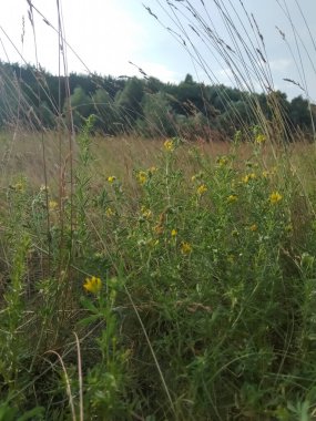 Ormanda sarı çiçek çayırı