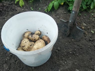 Bahçedeki kovada patates