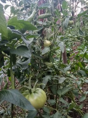 Domatesler evin yakınındaki bahçede.