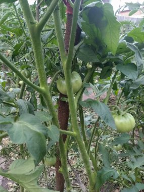 Domatesler evin yakınındaki bahçede.