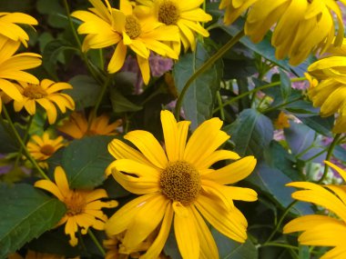 Bahçedeki sarı çiçekler