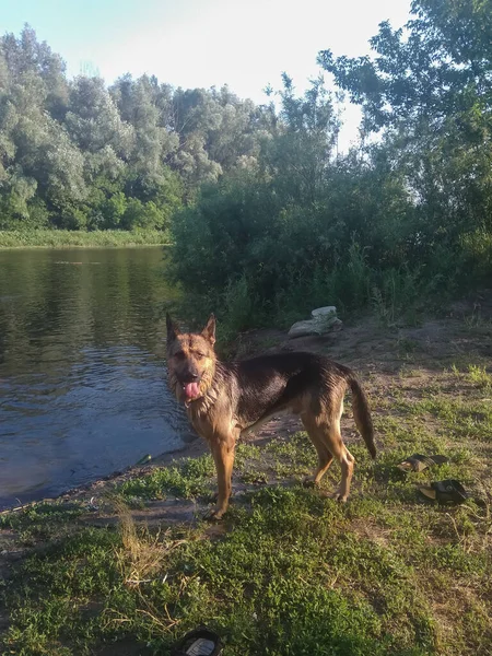Deutscher Schäferhund Auf Dem Fluss — Stockfoto