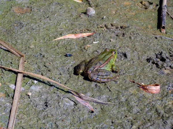 Sapo Orilla Del Río Ucrania —  Fotos de Stock