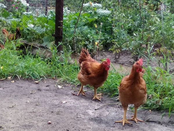 Hanen Lopen Tuin — Stockfoto