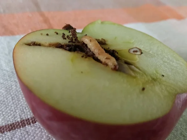 Media Manzana Con Gusano — Foto de Stock