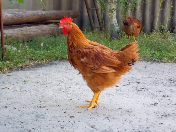 Hanen Lopen Tuin — Stockfoto