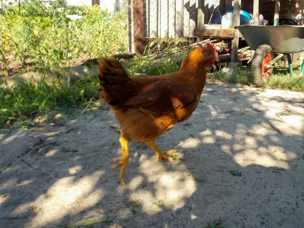 Hanen Lopen Tuin — Stockfoto