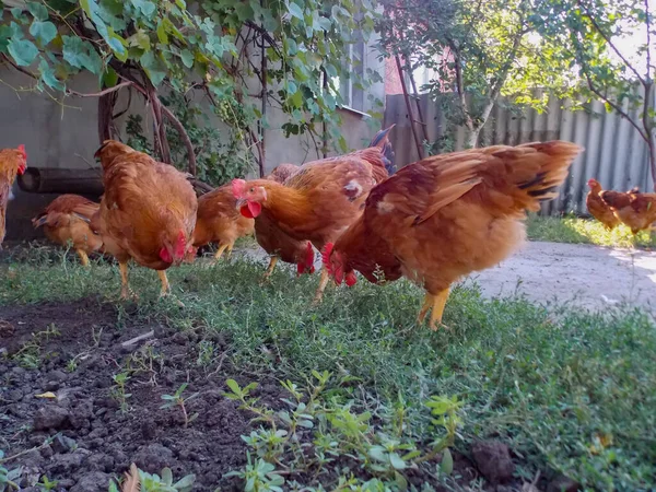 Gallos Caminan Jardín —  Fotos de Stock