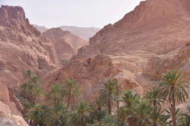 Chebika, Tn - Temmuz, 2019: Çebika Vahası 