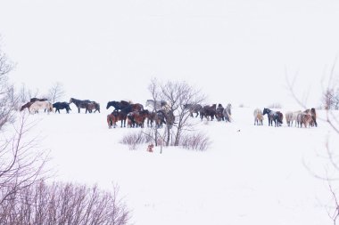 Kışın karda oynayan vahşi atlar grubu.