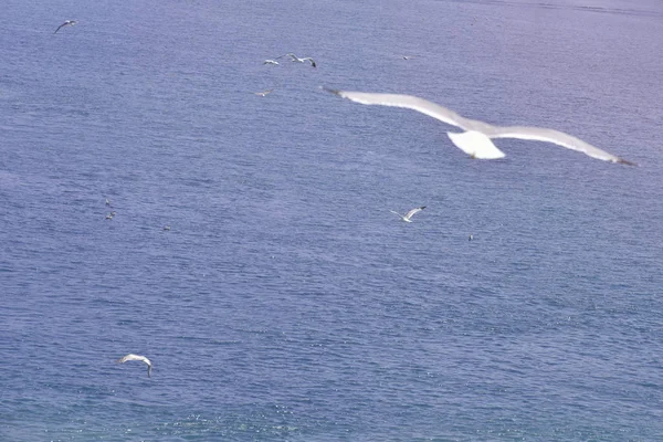 Flygande mås över havet — Stockfoto