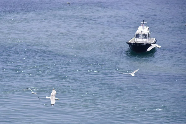 Gaviota voladora sobre el mar —  Fotos de Stock