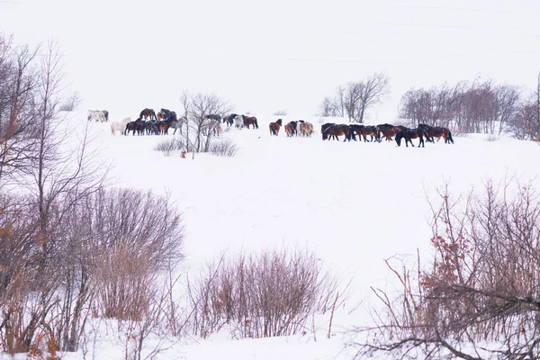 Group of wild horses playing in winter snow. — Stock Photo, Image