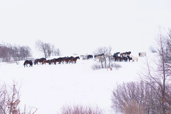 Grupa dzikich koni grających zimą śniegiem. — Zdjęcie stockowe
