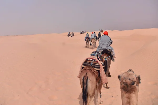 Caravana de camelos indo no deserto do Saara na Tunísia, África. Touris — Fotografia de Stock