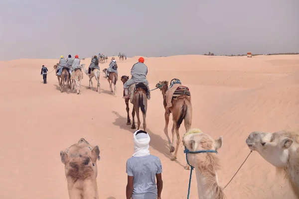 Караван верблюдов отправляется в пустыню Сахара в Тунисе, Африка. Турис — стоковое фото