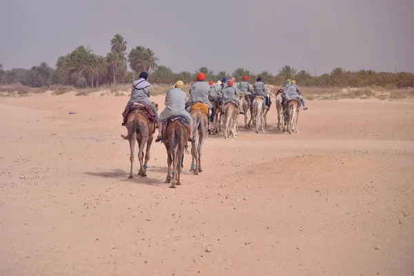 Kameler husvagn går i Saharaöknen i Tunisien, Afrika. Touris — Stockfoto