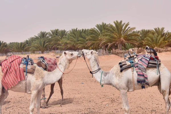Cammelli in Arabia, Cammello carovana riposo sulla sabbia del deserto. Cammelli in un — Foto Stock