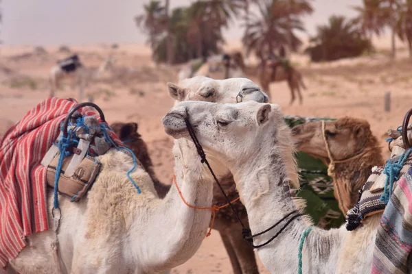 Верблюди в Аравії, верблюд каравану відпочинок на пустельному піску. Верблюдів у — стокове фото