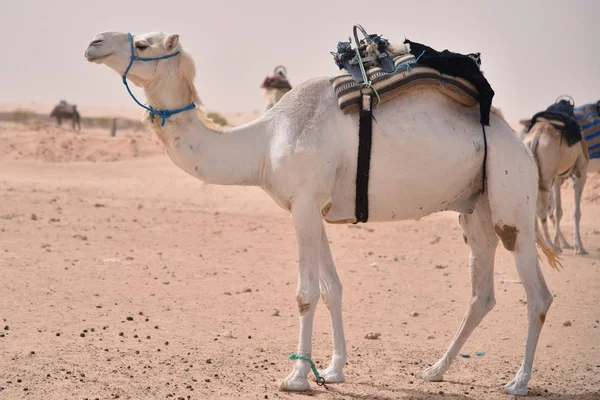 Kamelen in Arabië, Camel caravan rusten op woestijn zand. Kamelen in een — Stockfoto