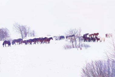 Kışın karda oynayan vahşi atlar grubu.