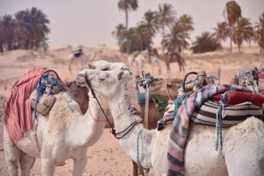 Arabistan'da develer, çöl kumlarında deve kervanı. Develer bir