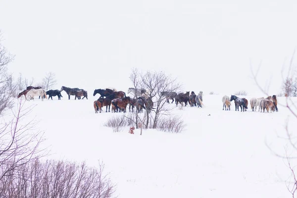 Группа диких лошадей, играющих в зимний снег . — стоковое фото