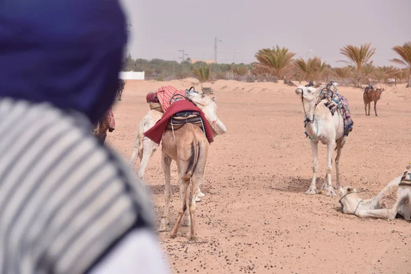 Верблюдів Караван збирається в пустелі Сахара в Тунісі, Африці. Touris — стокове фото