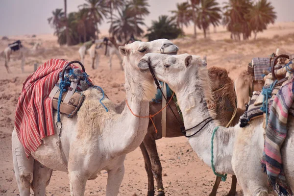 Camelos na Arábia, caravana de camelo descansam na areia do deserto. Camelos em um — Fotografia de Stock