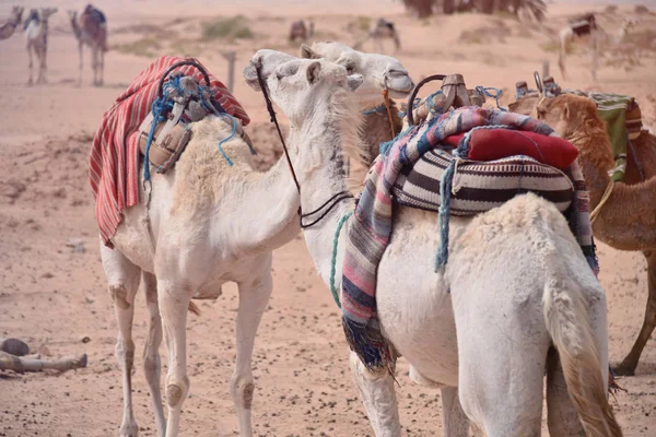 Cammelli in Arabia, Cammello carovana riposo sulla sabbia del deserto. Cammelli in un — Foto Stock