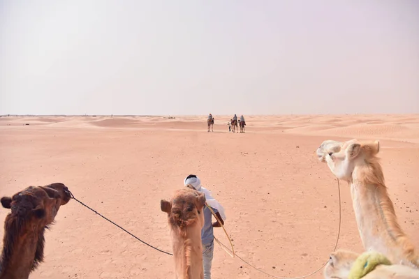 Caravana de camelos indo no deserto do Saara na Tunísia, África. Touris — Fotografia de Stock