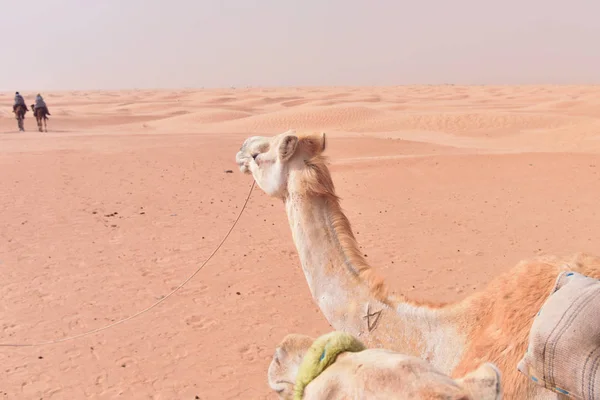 Camels karaván megy a Szahara sivatagban Tunézia, Afrika. Touris — Stock Fotó