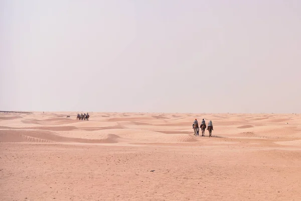 Camels caravan going in sahara desert in Tunisia, Africa. Touris