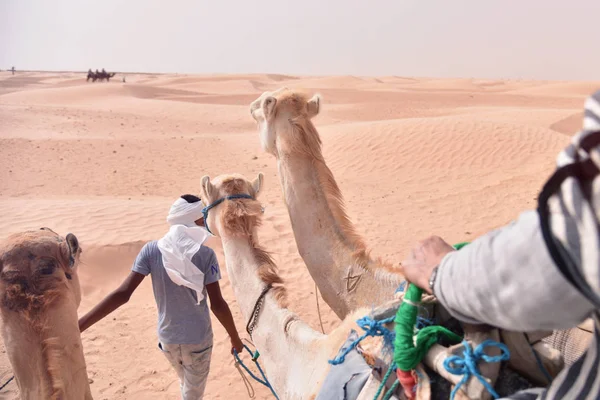骆驼大篷车在突尼斯的撒哈拉沙漠，非洲。图里斯 — 图库照片