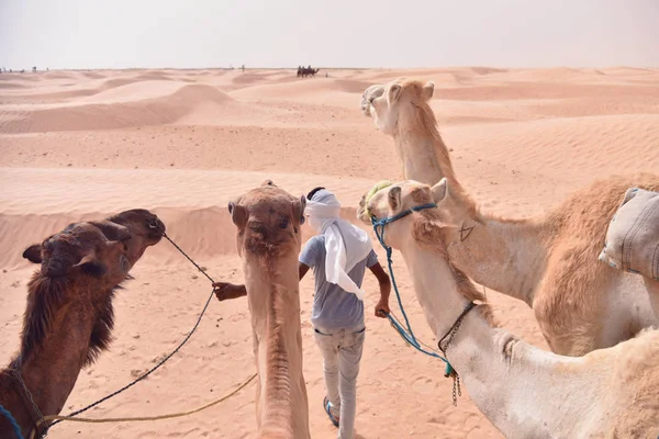 Caravana de camelos indo no deserto do Saara na Tunísia, África. Touris — Fotografia de Stock