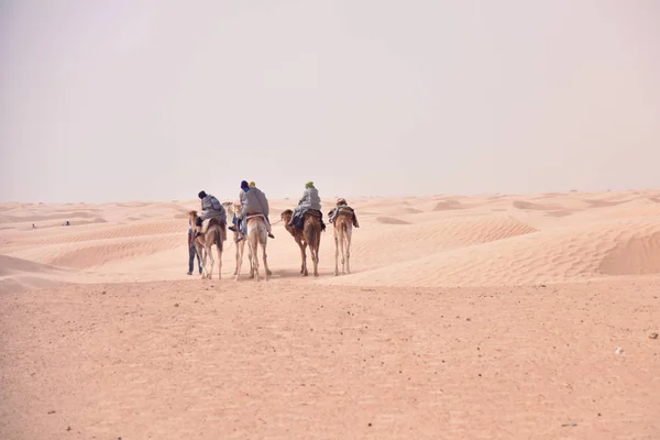 Camels karaván megy a Szahara sivatagban Tunézia, Afrika. Touris — Stock Fotó