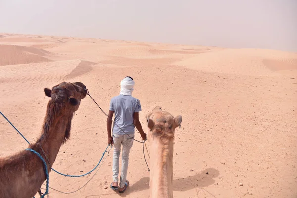 Camels caravan going in sahara desert in Tunisia, Africa. Touris