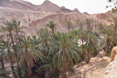 Chebika, Tn - Temmuz, 2019: Çebika Vahası 