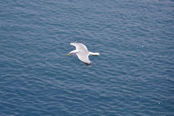 Sirály repül át a tengeren — Stock Fotó