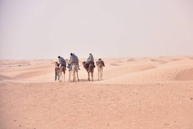 Tunus, Afrika'da Sahra Çölü'ne giden devekervanları. Touris