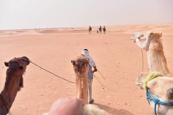Caravana de camellos que va en el desierto del sahara en Túnez, África. Touris —  Fotos de Stock