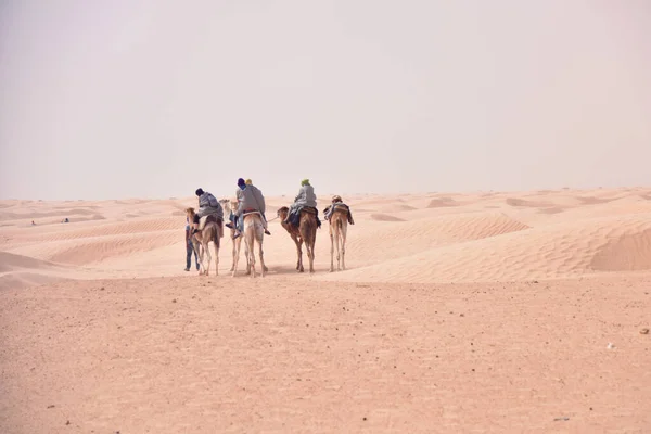 Camels karaván megy a Szahara sivatagban Tunézia, Afrika. Touris — Stock Fotó