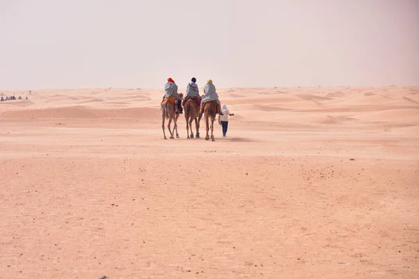 Camels caravan going in sahara desert in Tunisia, Africa. Touris — Stock Photo, Image