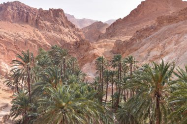 Chebika, Tn - Temmuz, 2019: Çebika Vahası 