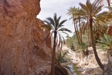 Chebika, Tn - Temmuz, 2019: Çebika Vahası 