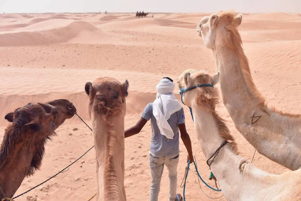 Cammelli carovana andando nel deserto del sahara in Tunisia, Africa. Turis — Foto Stock