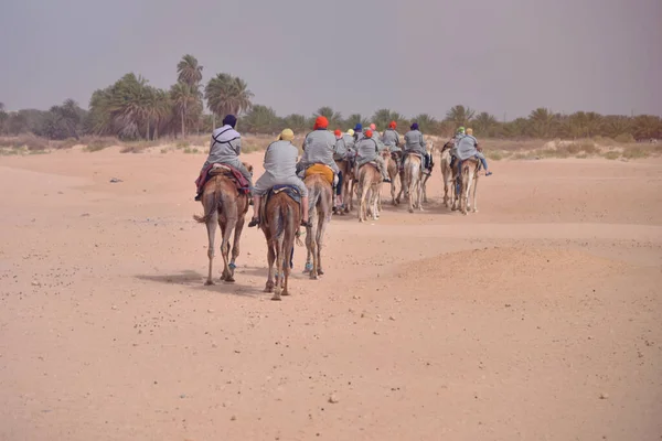 Kamele Karawane auf dem Weg in die Sahara Wüste in Tunesien, Afrika. Tourismus — Stockfoto