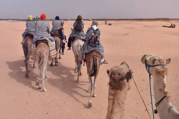 Caravana de camelos indo no deserto do Saara na Tunísia, África. Touris — Fotografia de Stock